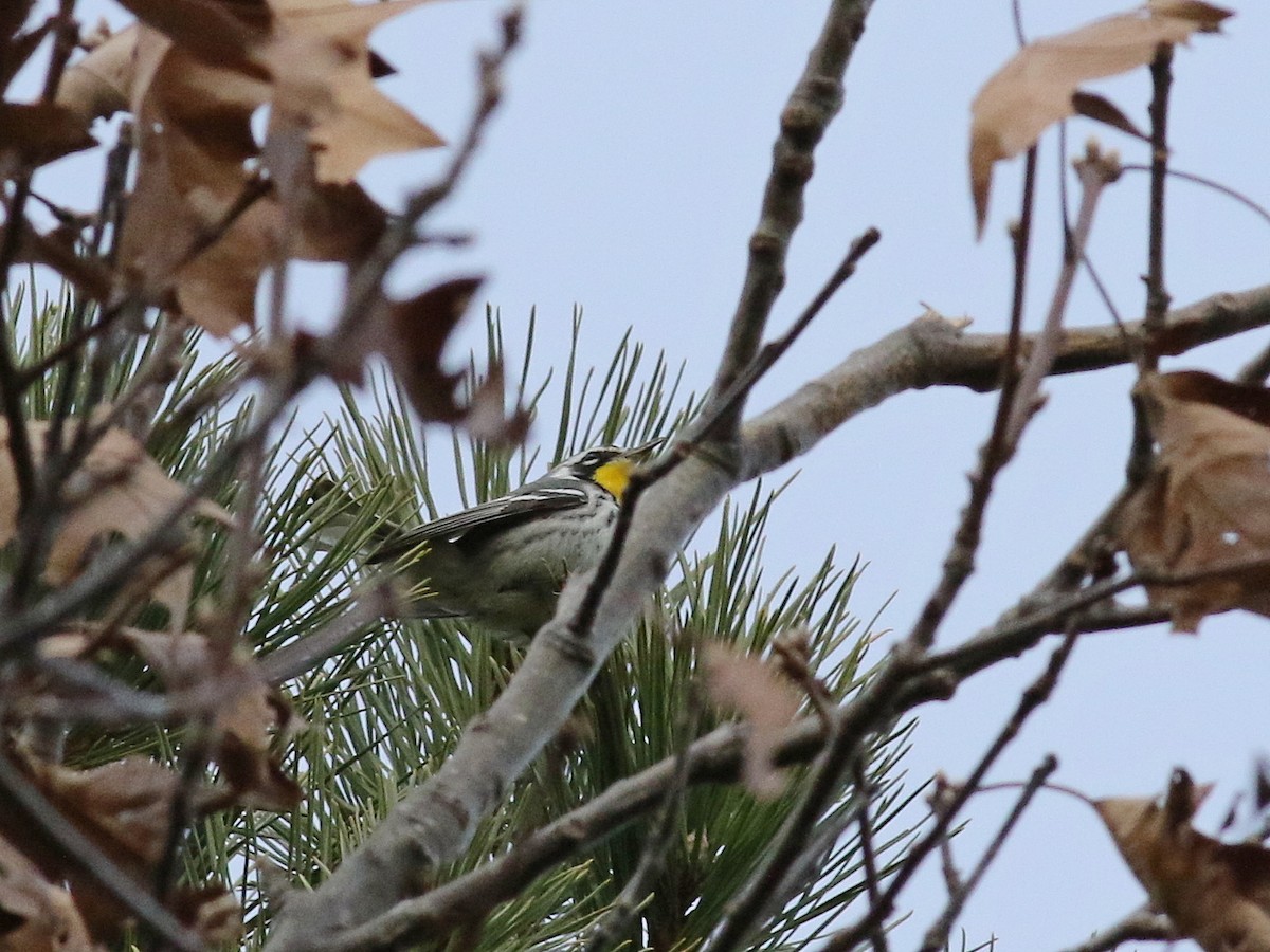 Yellow-throated Warbler - ML76998891
