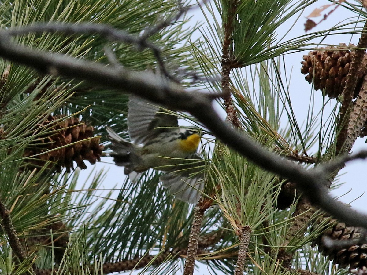 Yellow-throated Warbler - ML76998921