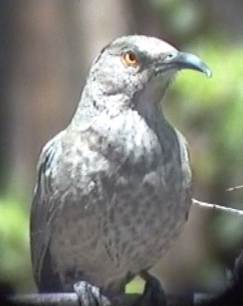 Curve-billed Thrasher - ML76999221