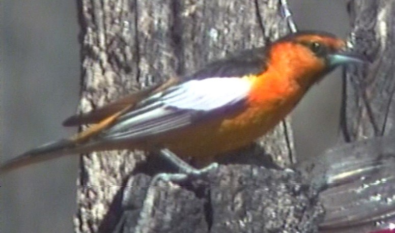 Oriole de Bullock - ML76999251