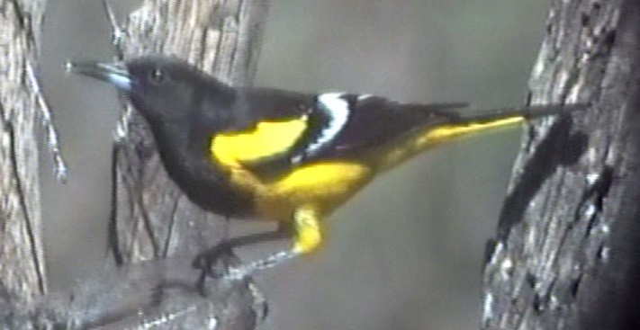 Scott's Oriole - ML76999291