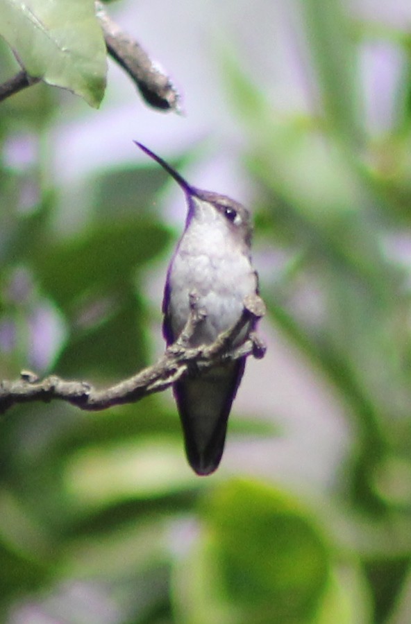 Ruby-throated Hummingbird - ML77001021
