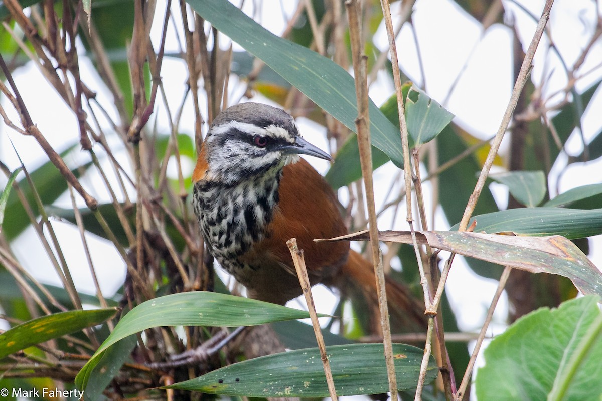 Inca Wren - ML77001891