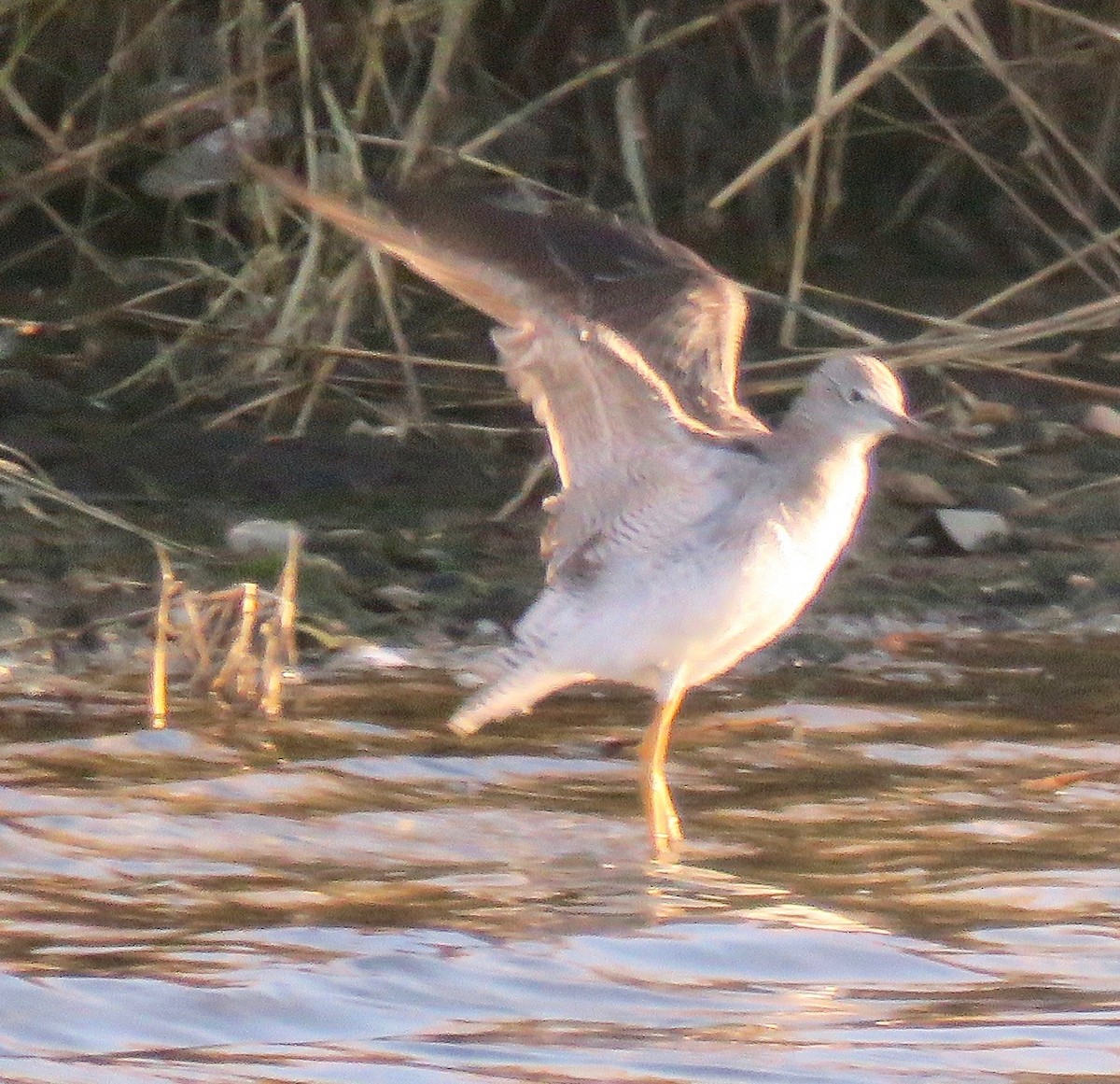 Greater Yellowlegs - Randy Bumbury