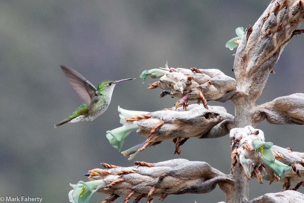 Green-and-white Hummingbird - Mark Faherty
