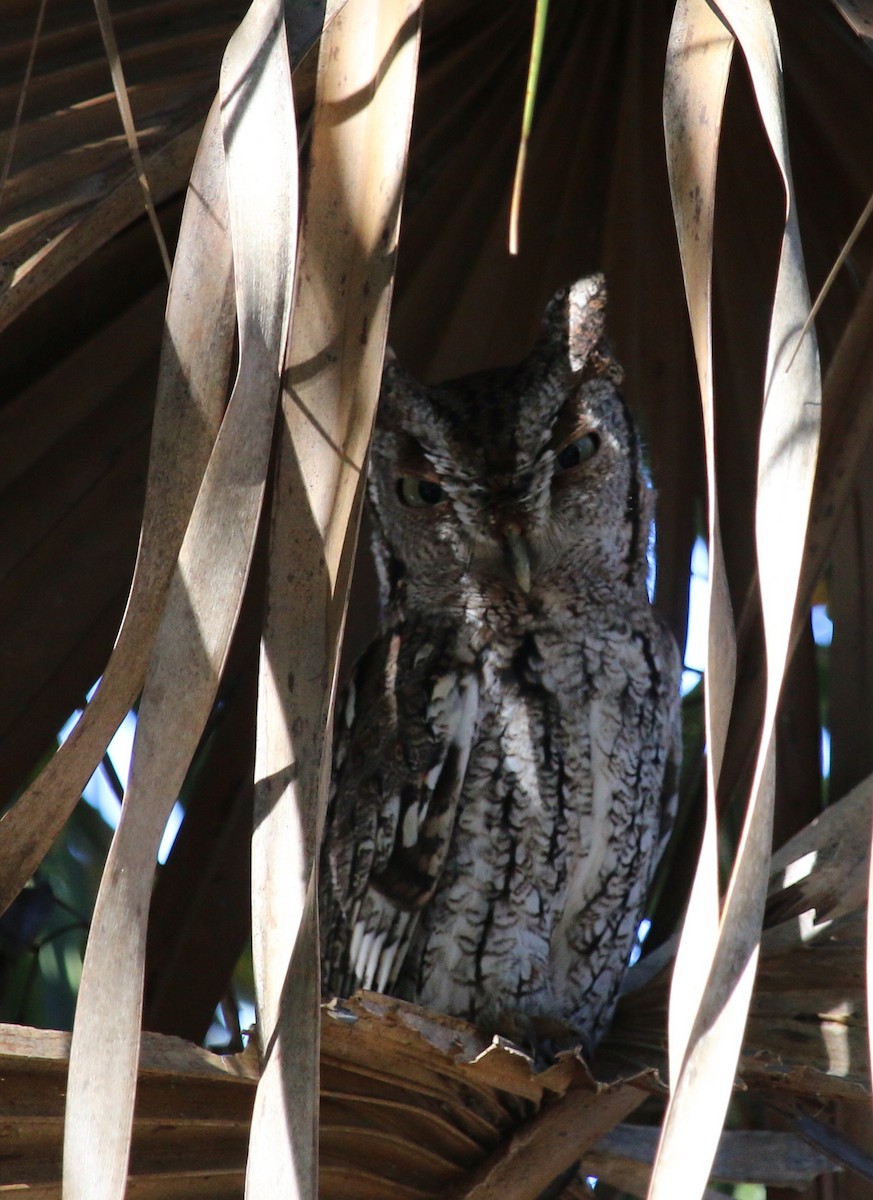 Eastern Screech-Owl - John & Ivy  Gibbons