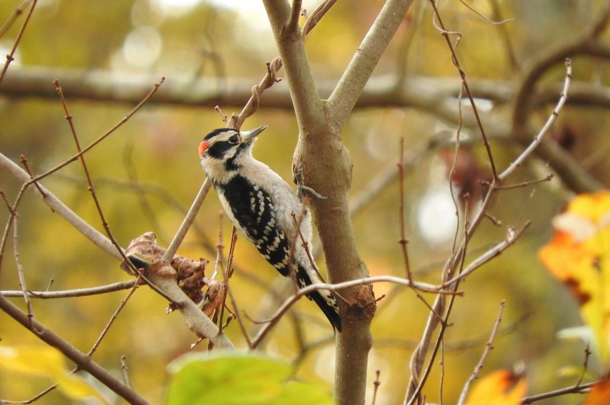Downy Woodpecker - ML77003721