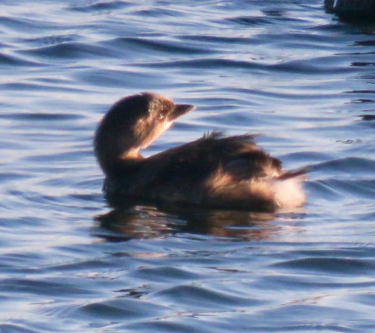 Pied-billed Grebe - ML77004231