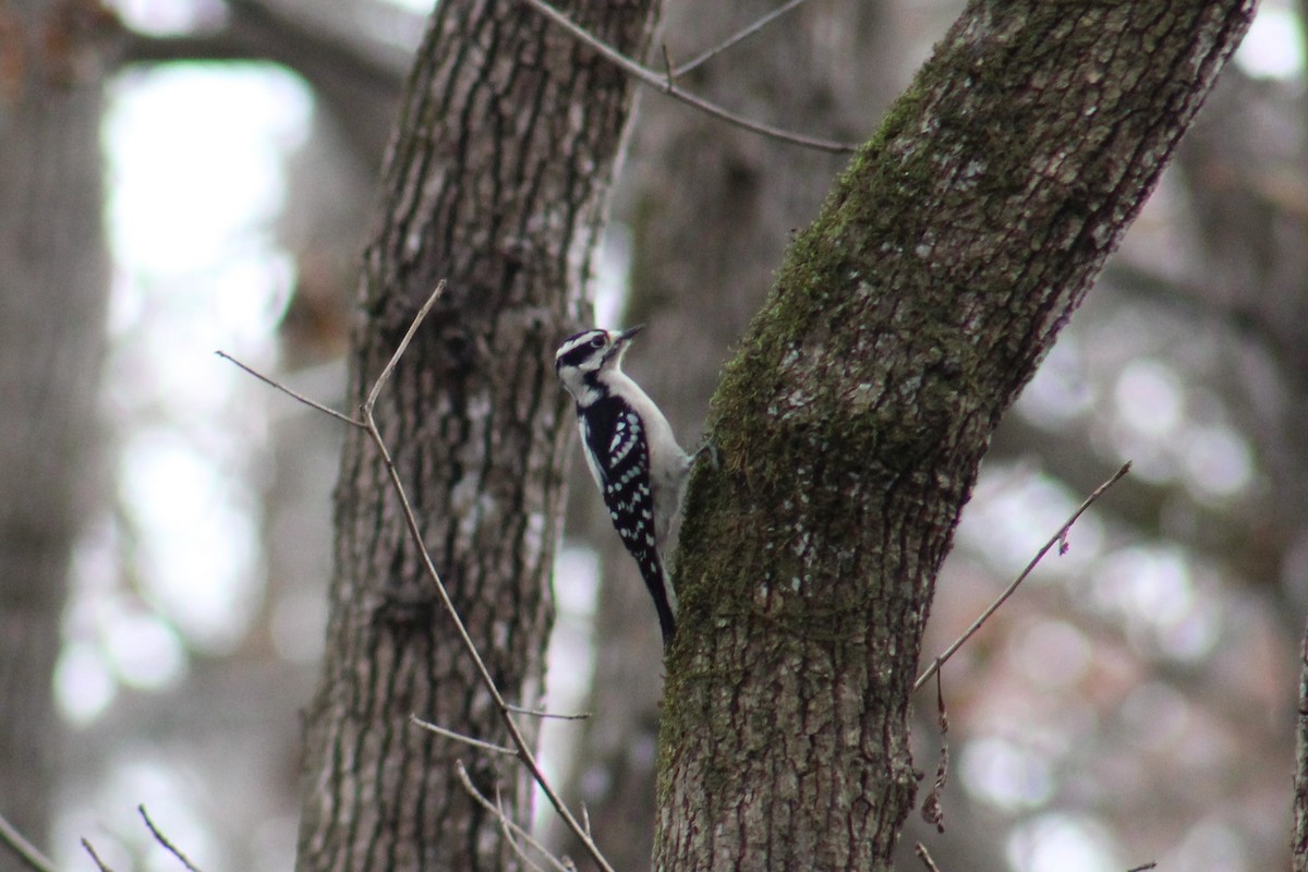 Downy Woodpecker - ML77004731