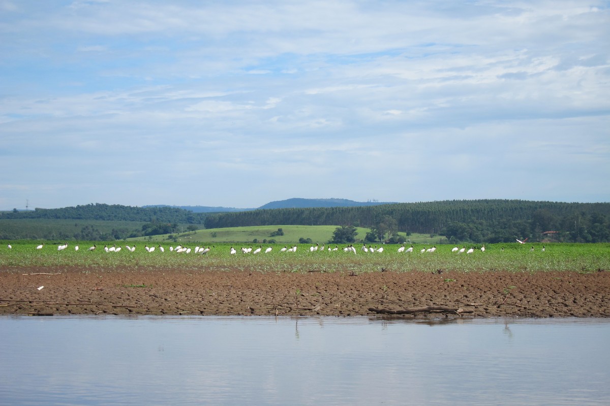 Wood Stork - ML77004871