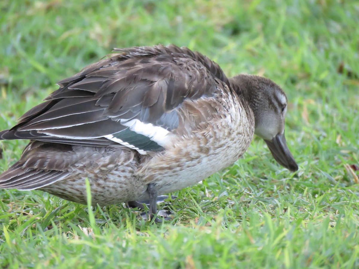 Garganey - Eric Wier