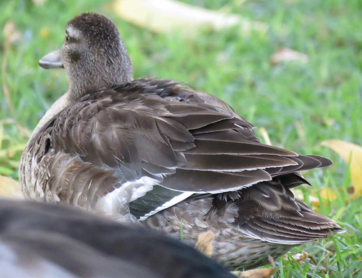 Garganey - Eric Wier