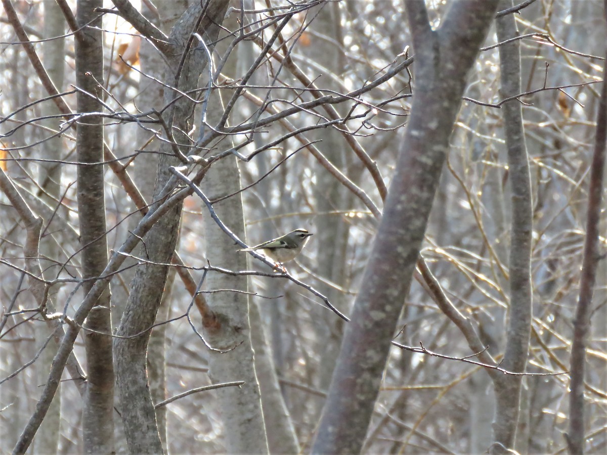 Golden-crowned Kinglet - ML77007531