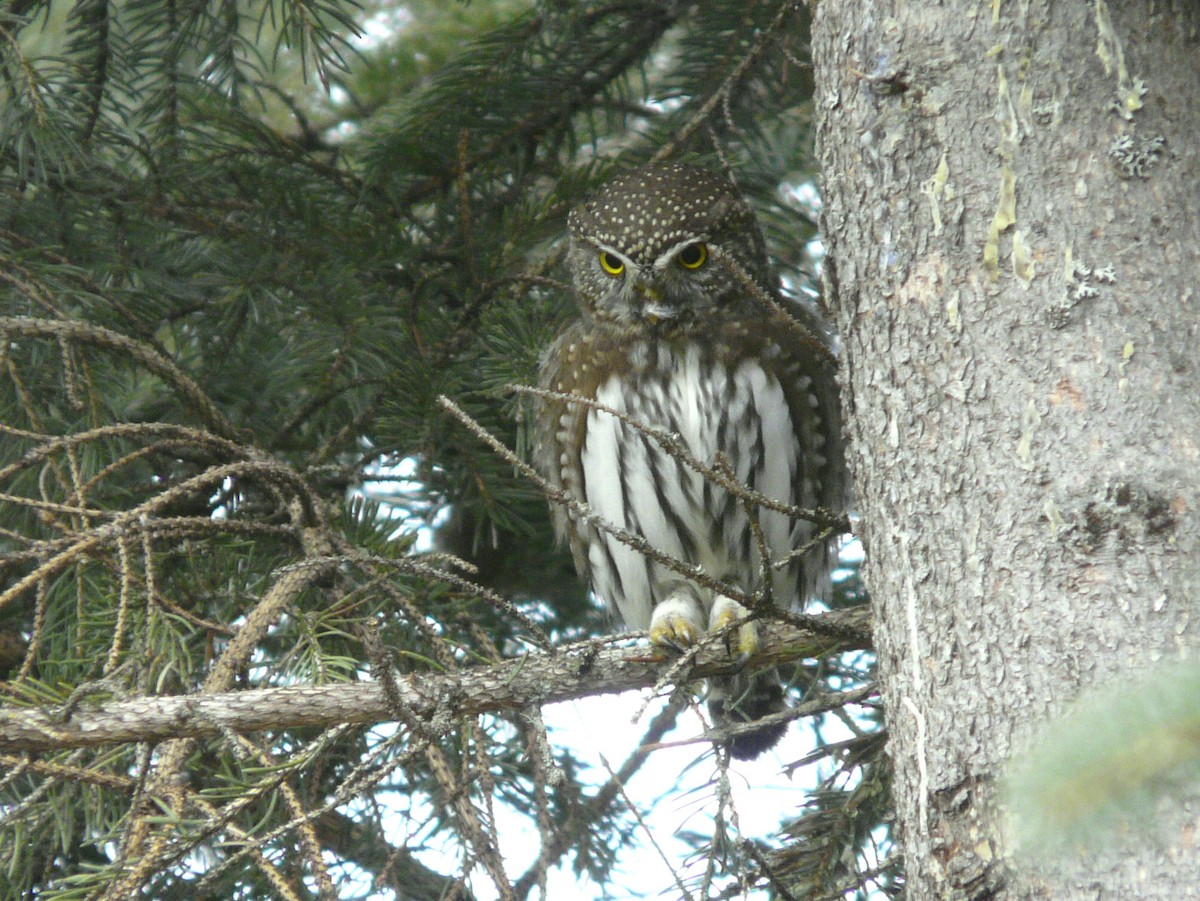 Northern Pygmy-Owl - Douglas Leighton