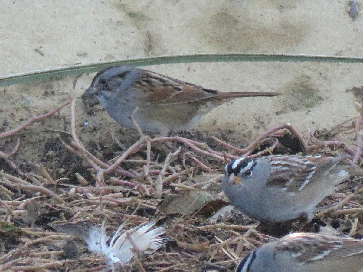 Swamp Sparrow - ML77008761