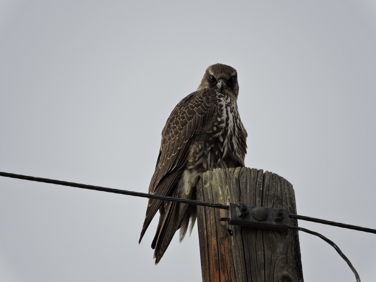 Gyrfalcon - Daniel Casey