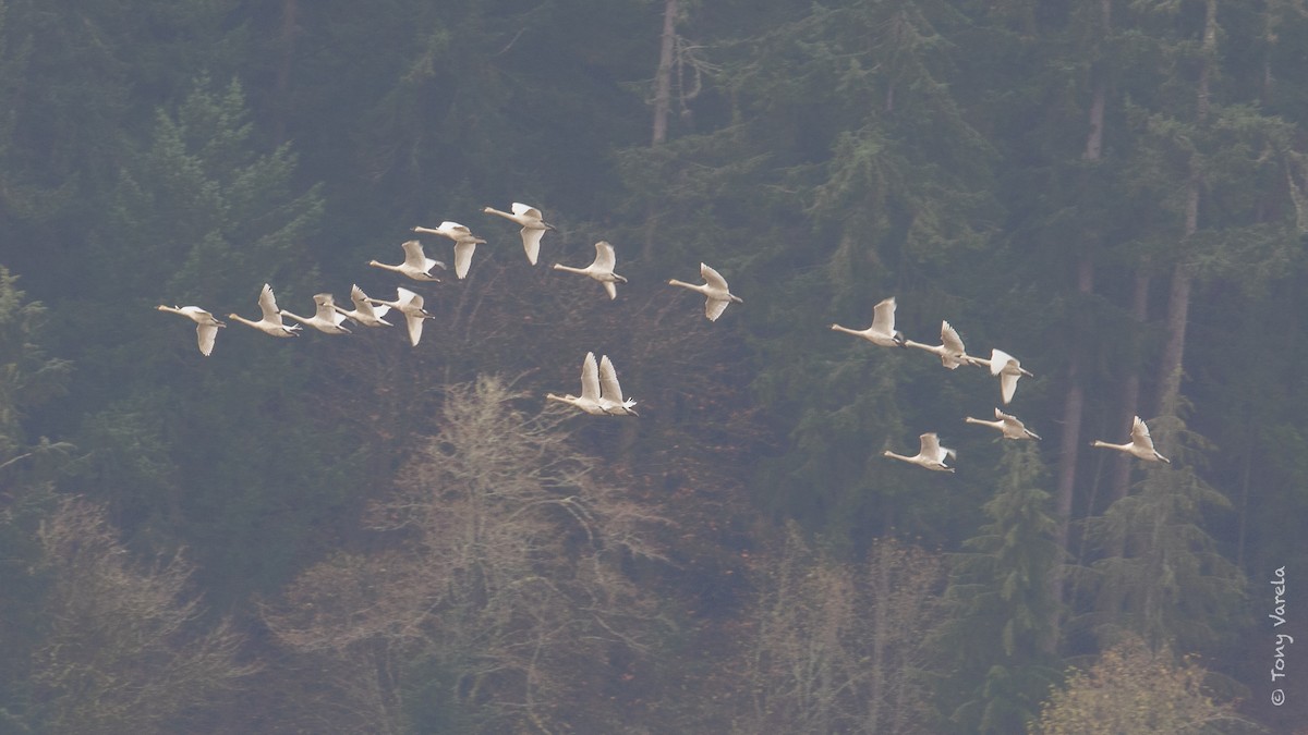 Trumpeter Swan - Tony V