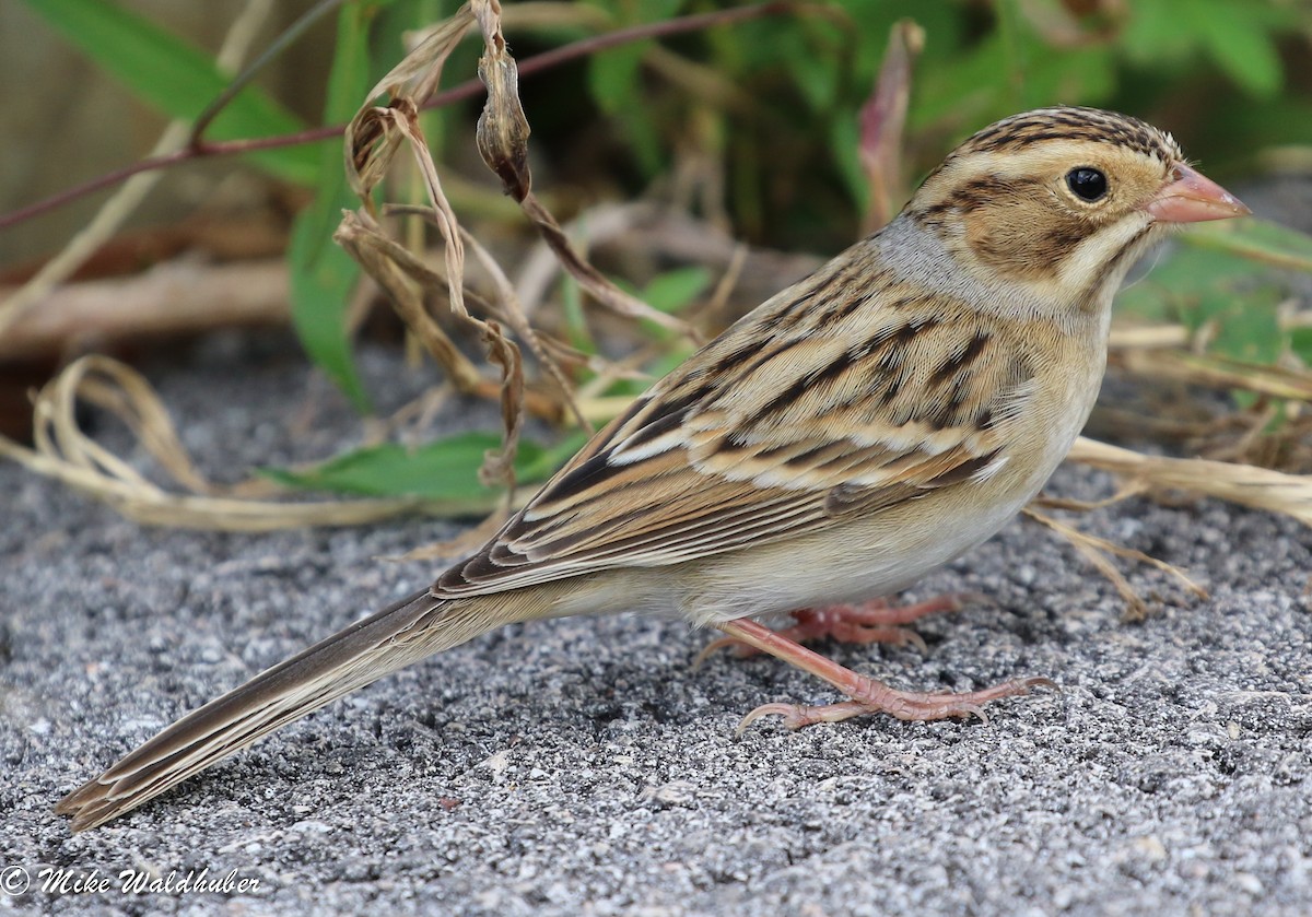 Clay-colored Sparrow - ML77012261