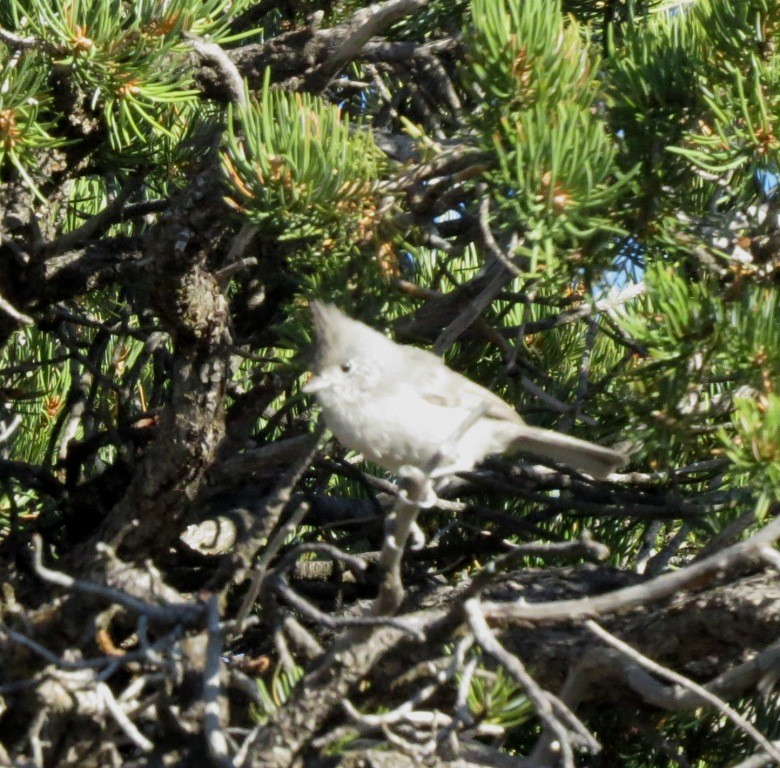 Juniper Titmouse - ML77012311