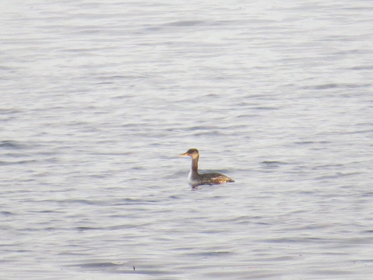 Red-necked Grebe - ML77013791