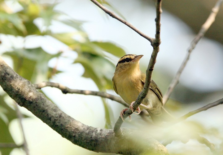 Paruline vermivore - ML77016091