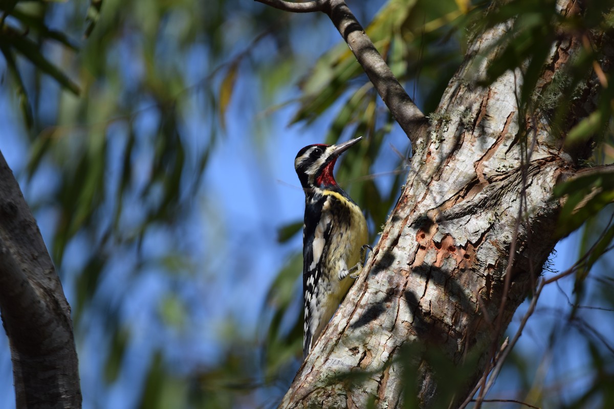 Yellow-bellied Sapsucker - ML77017111