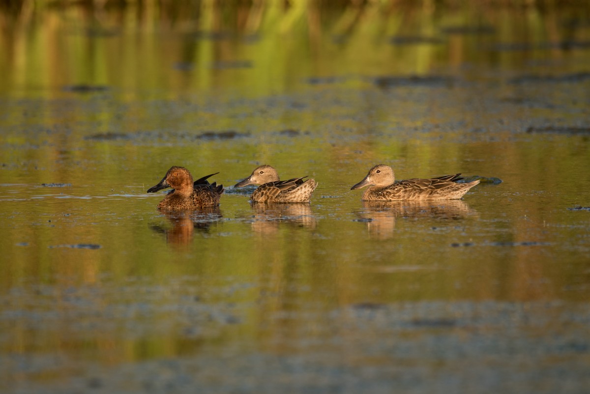 Cinnamon Teal - ML77017301