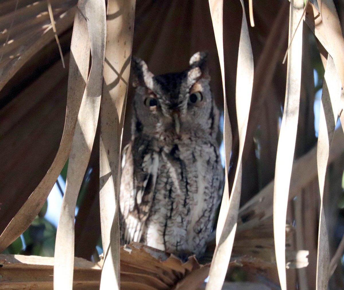 Eastern Screech-Owl - ML77017331