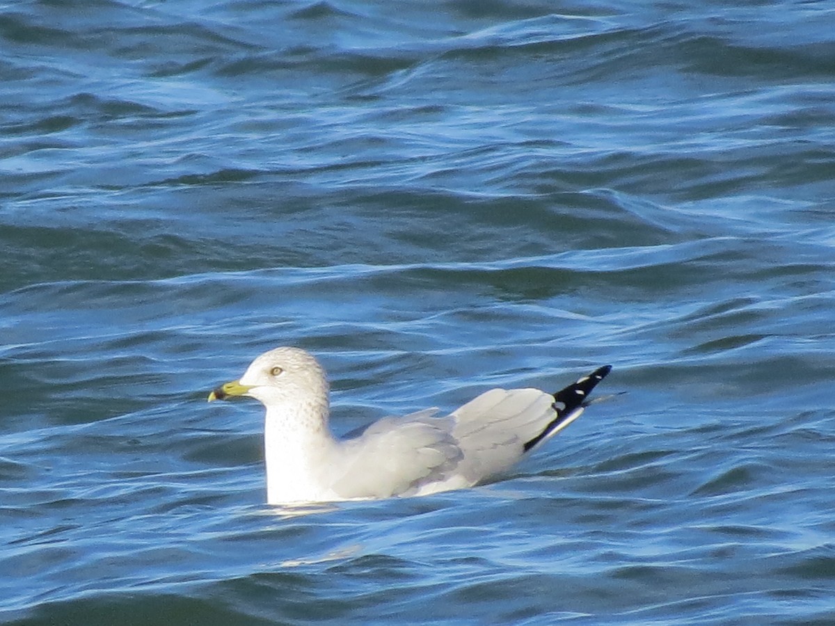 Ring-billed Gull - Kathleen Dvorak