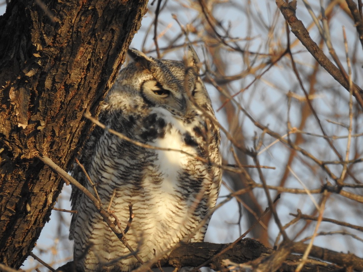 Great Horned Owl - ML77019281