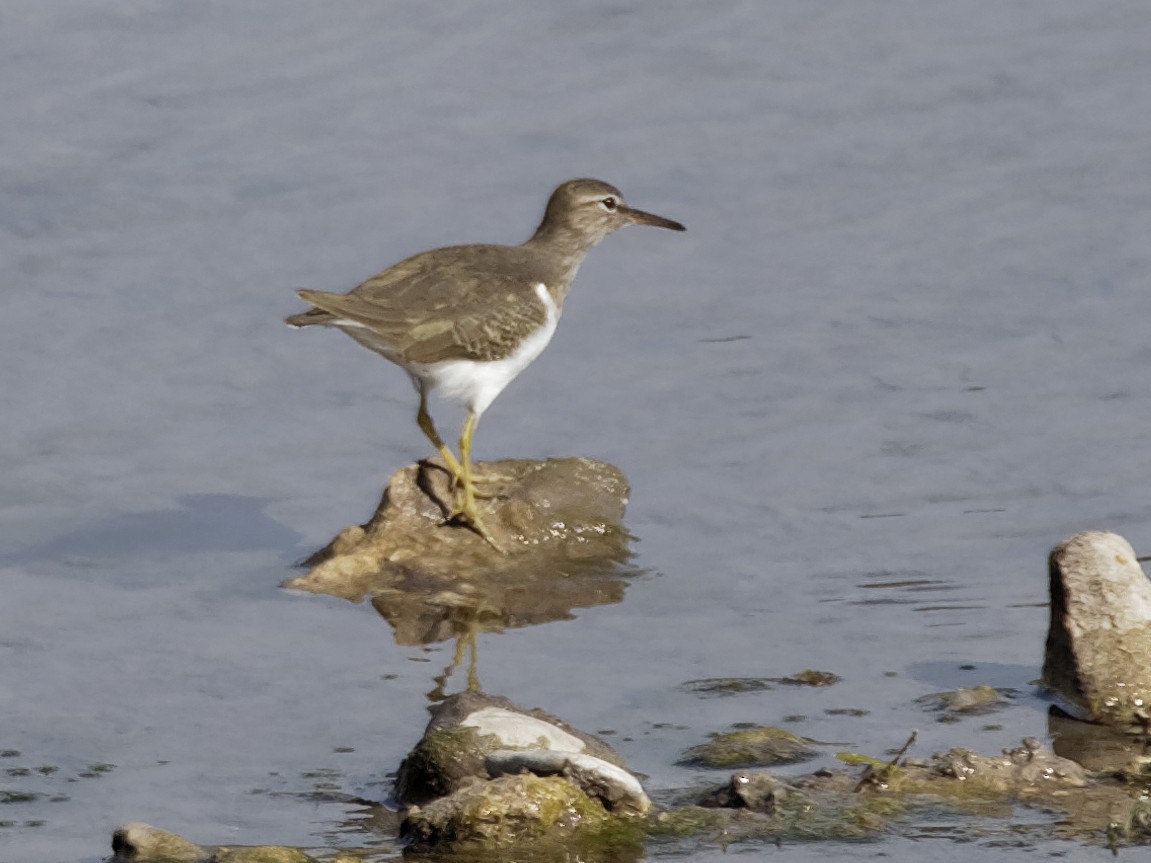 Spotted Sandpiper - ML77019681