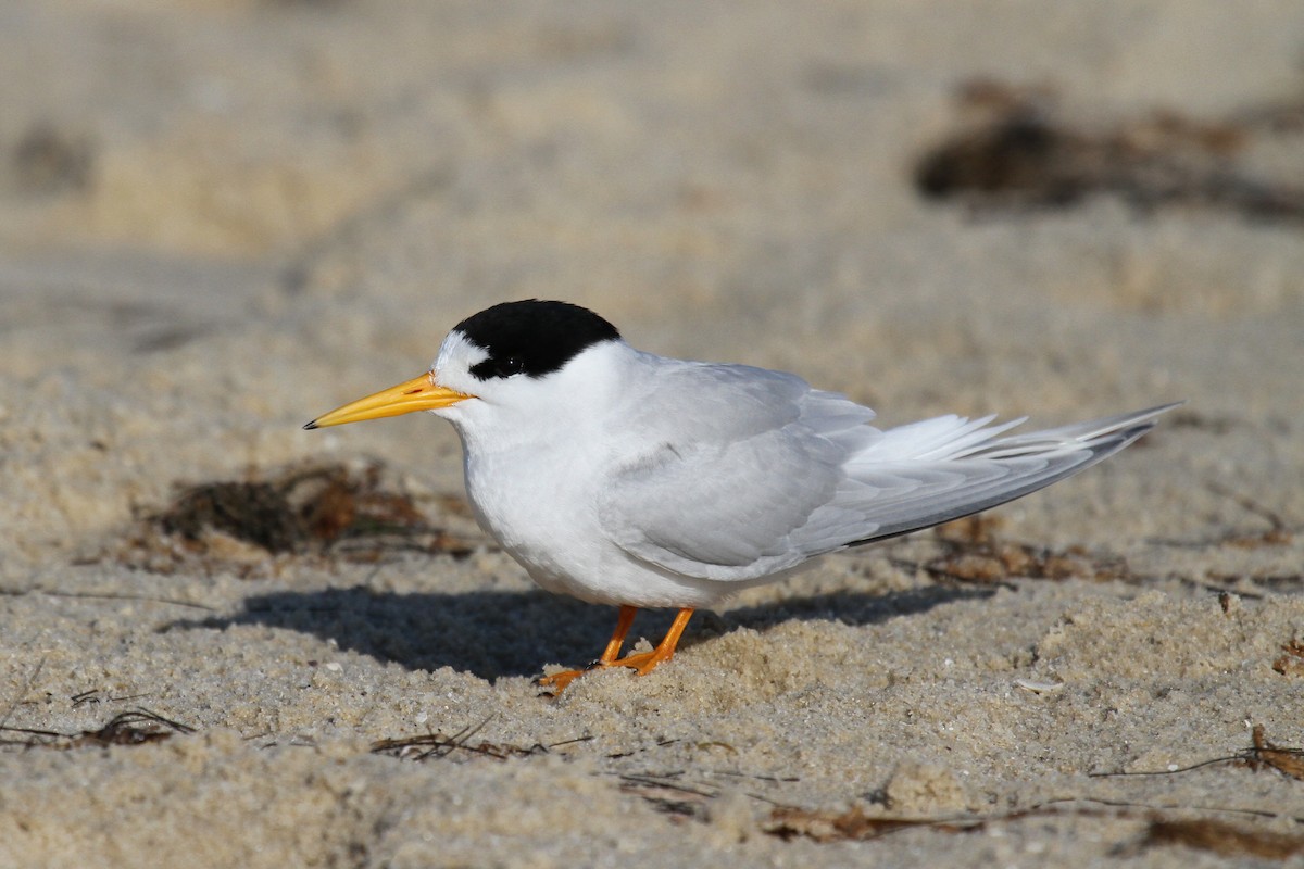 Australian Fairy Tern - ML77019901