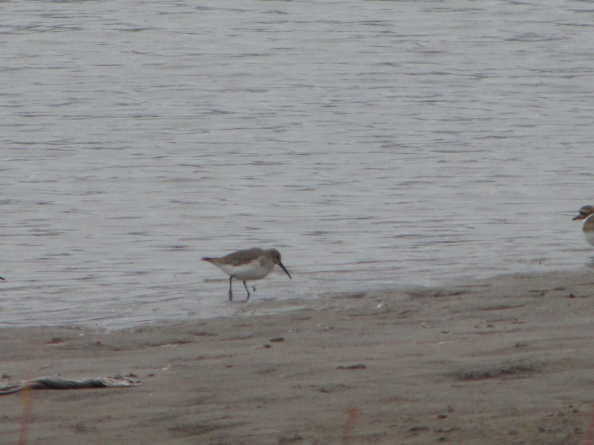 Dunlin - ML77020251