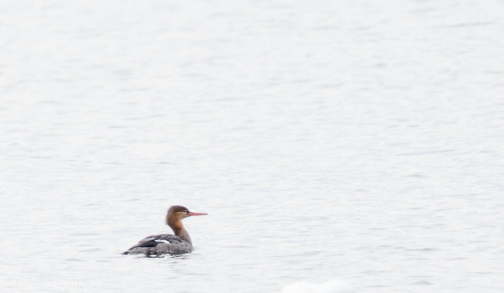 Red-breasted Merganser - ML77020281