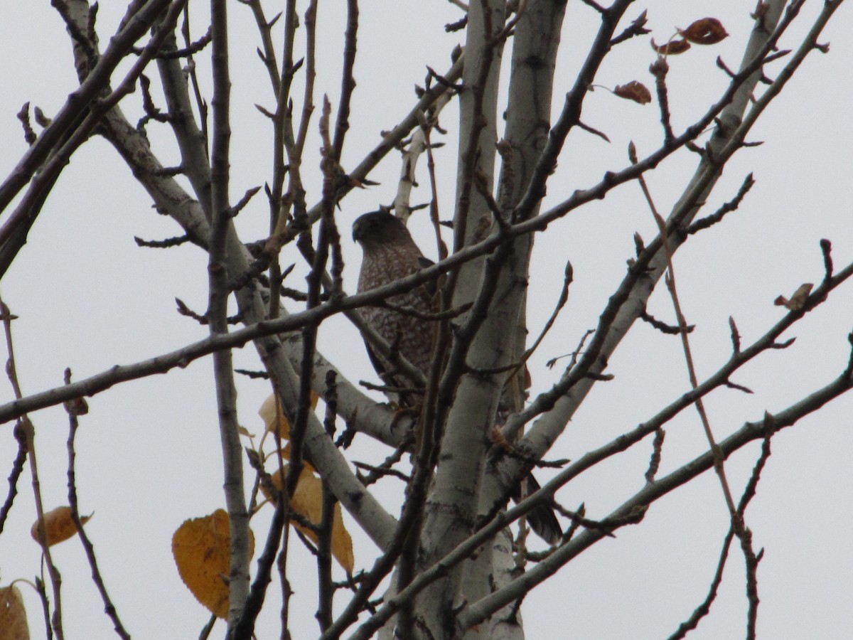 Cooper's Hawk - ML77021951