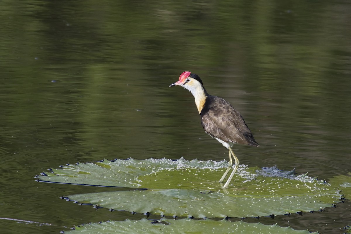 Comb-crested Jacana - Ed Pierce