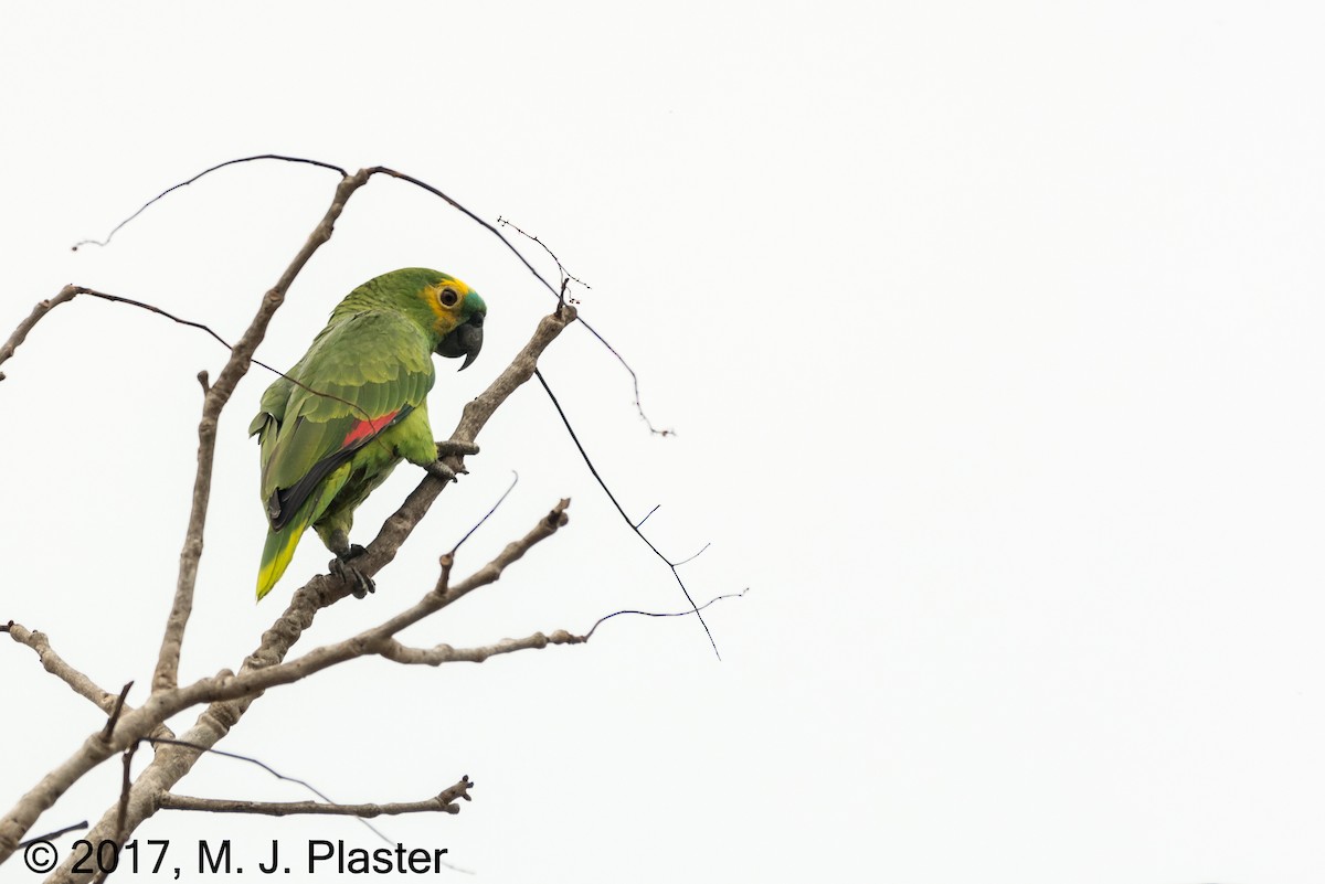 Turquoise-fronted Parrot - ML77025331