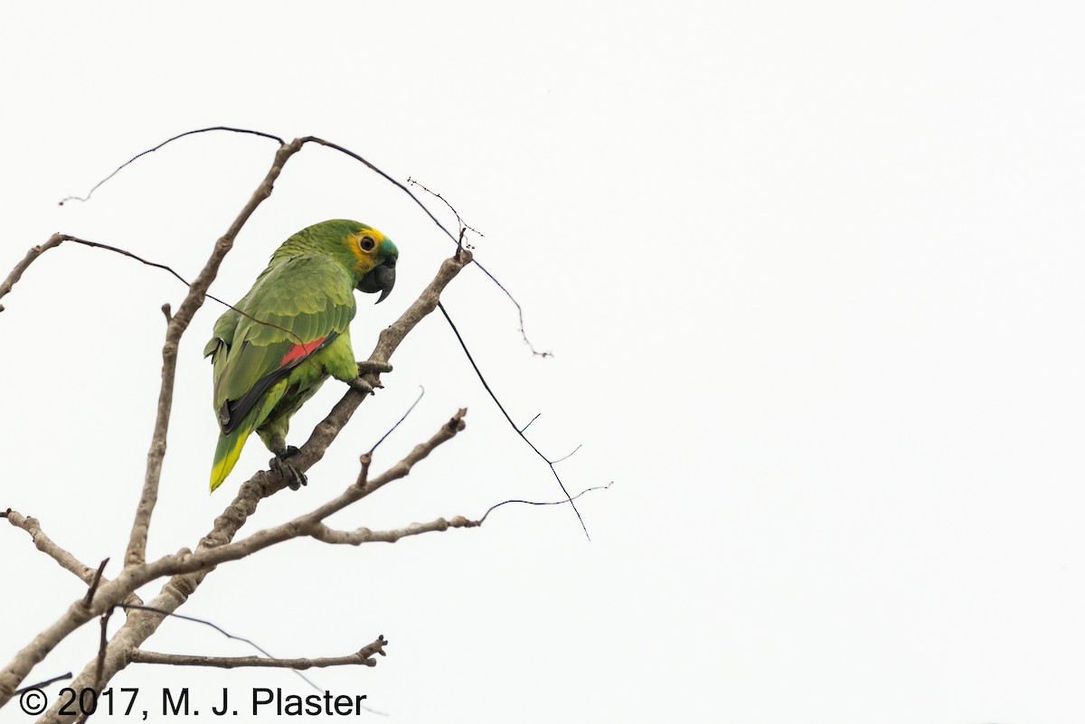 Turquoise-fronted Parrot - Michael Plaster