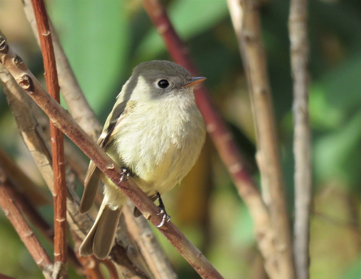 Hammond's Flycatcher - ML77026241