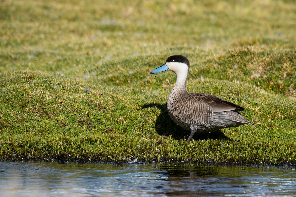 Puna Teal - ML77029511