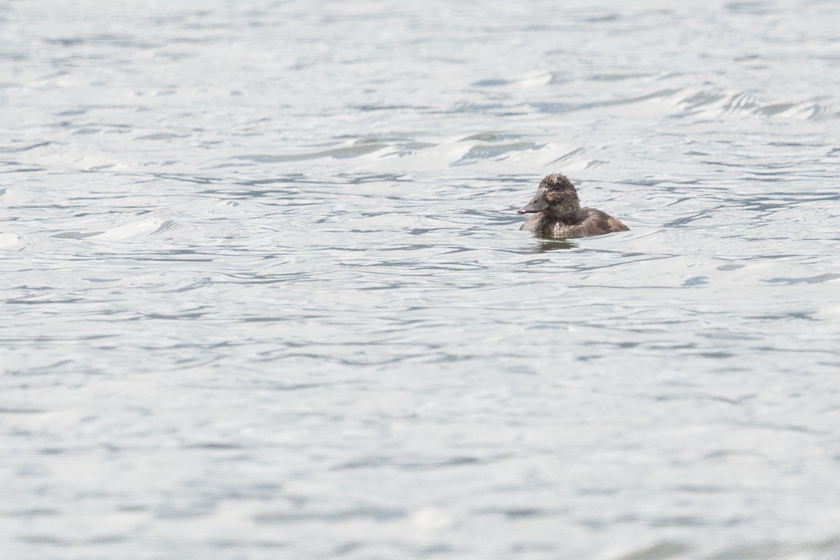 Andean Duck - ML77029611