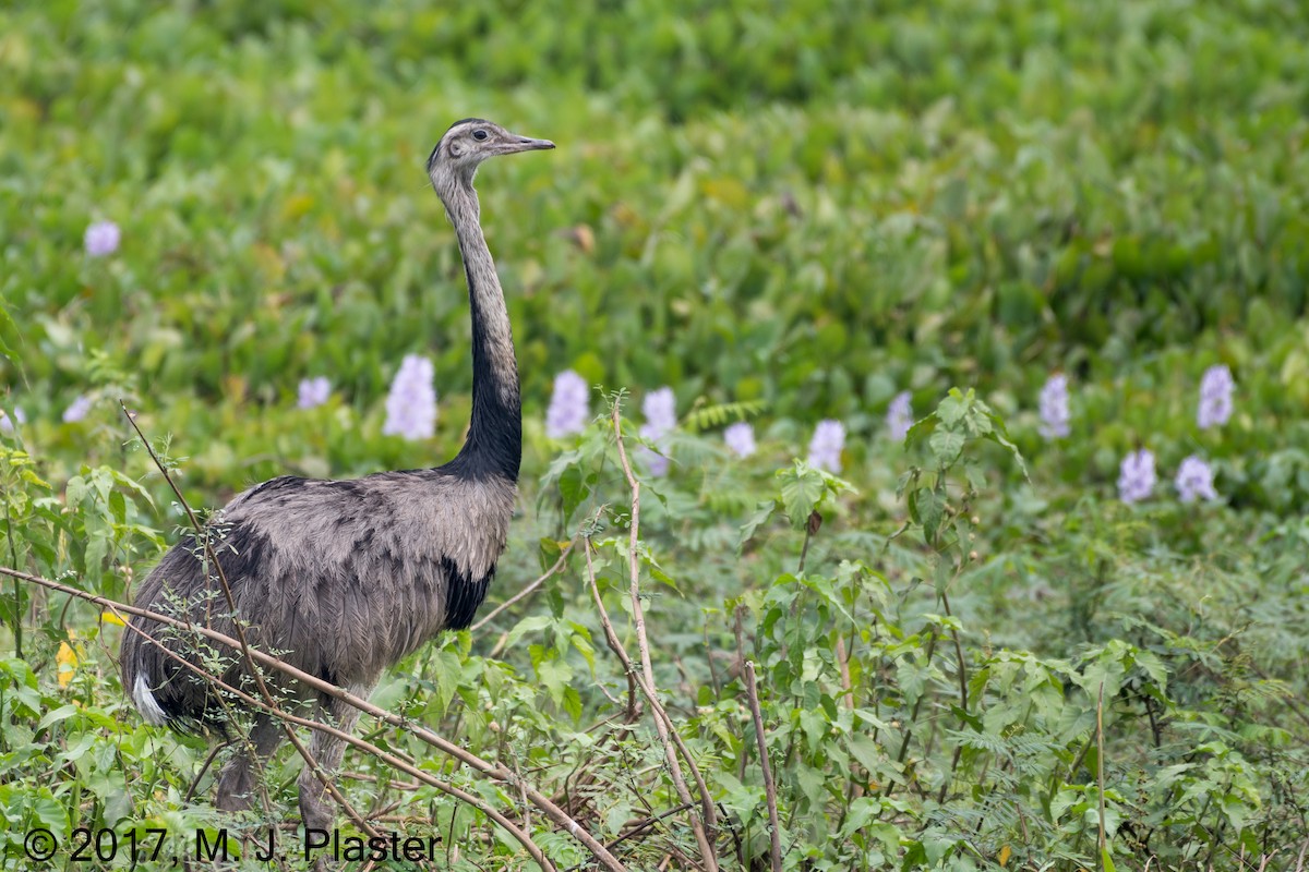 Greater Rhea - Michael Plaster