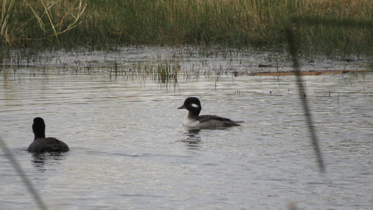 Bufflehead - ML77030421