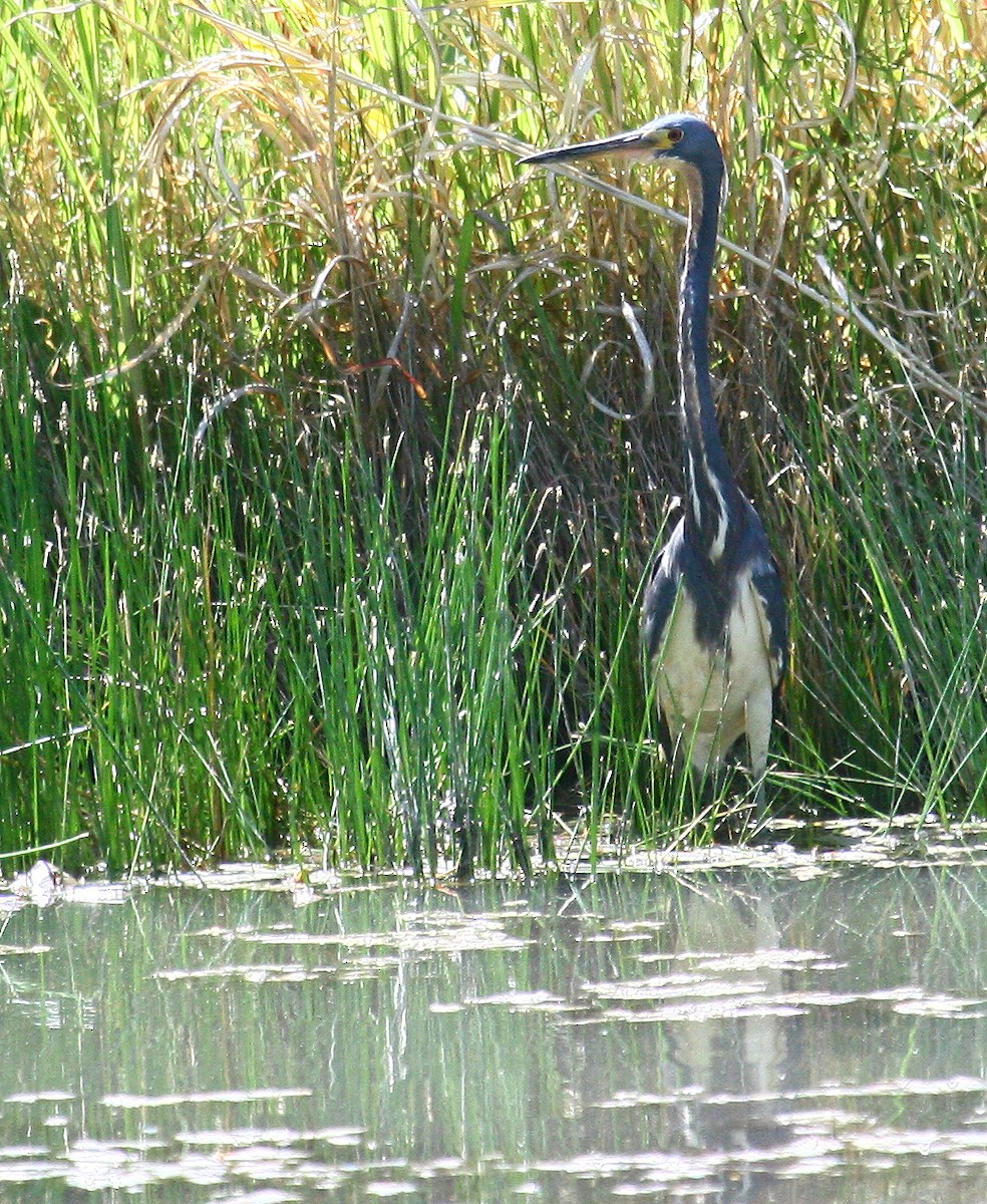 Tricolored Heron - Carolyn Ohl, cc