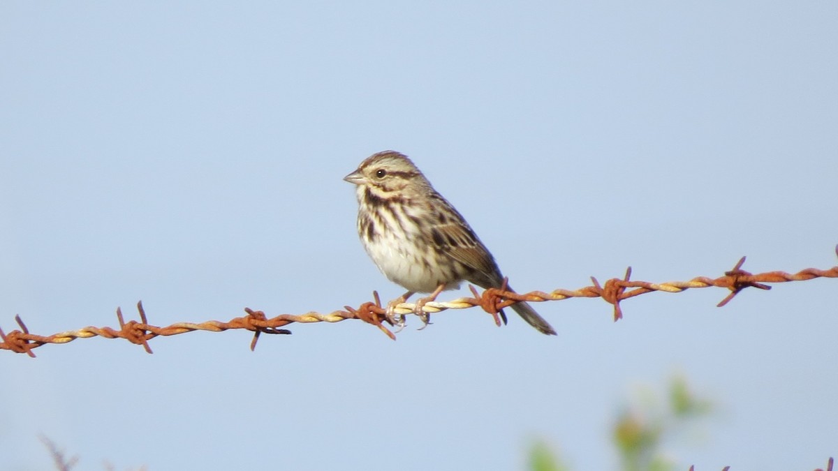 Song Sparrow - ML77030661