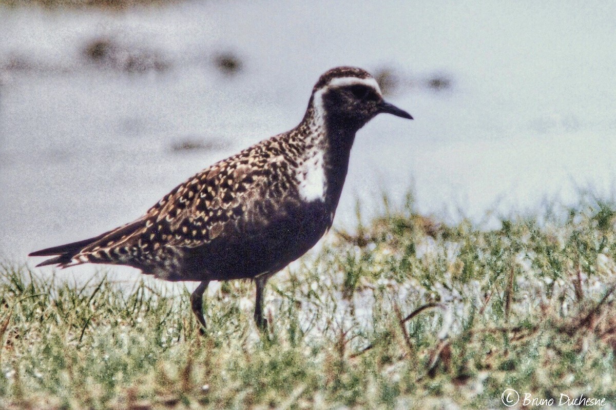 American Golden-Plover - ML77030971