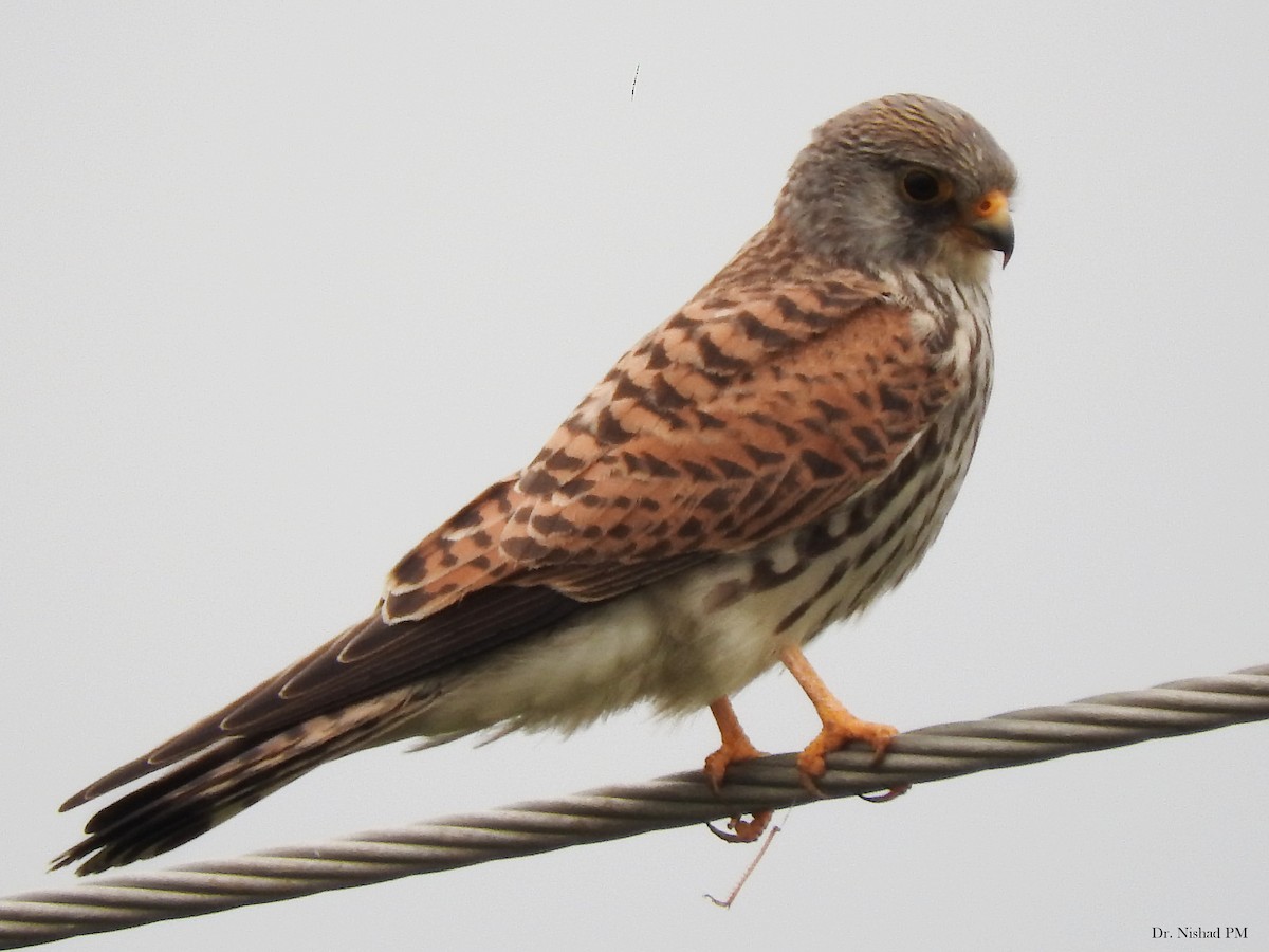 Lesser Kestrel - greeshma paleeri
