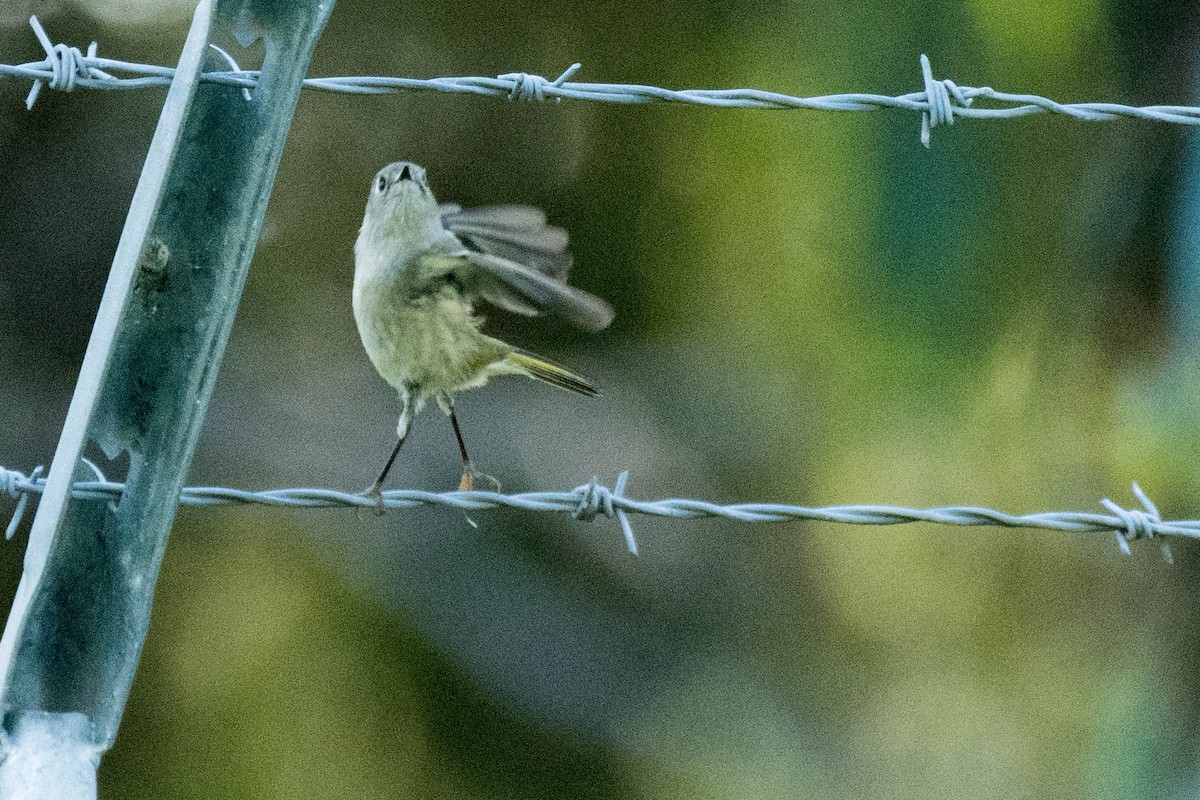 Ruby-crowned Kinglet - James McNamara