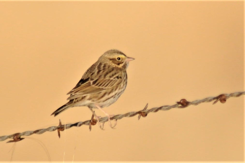 Savannah Sparrow - ML77034961