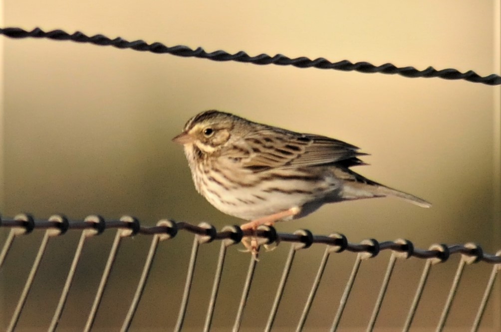 Savannah Sparrow - ML77034971